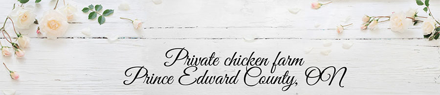 Private chicken farm, Prince Edward County, Ontario