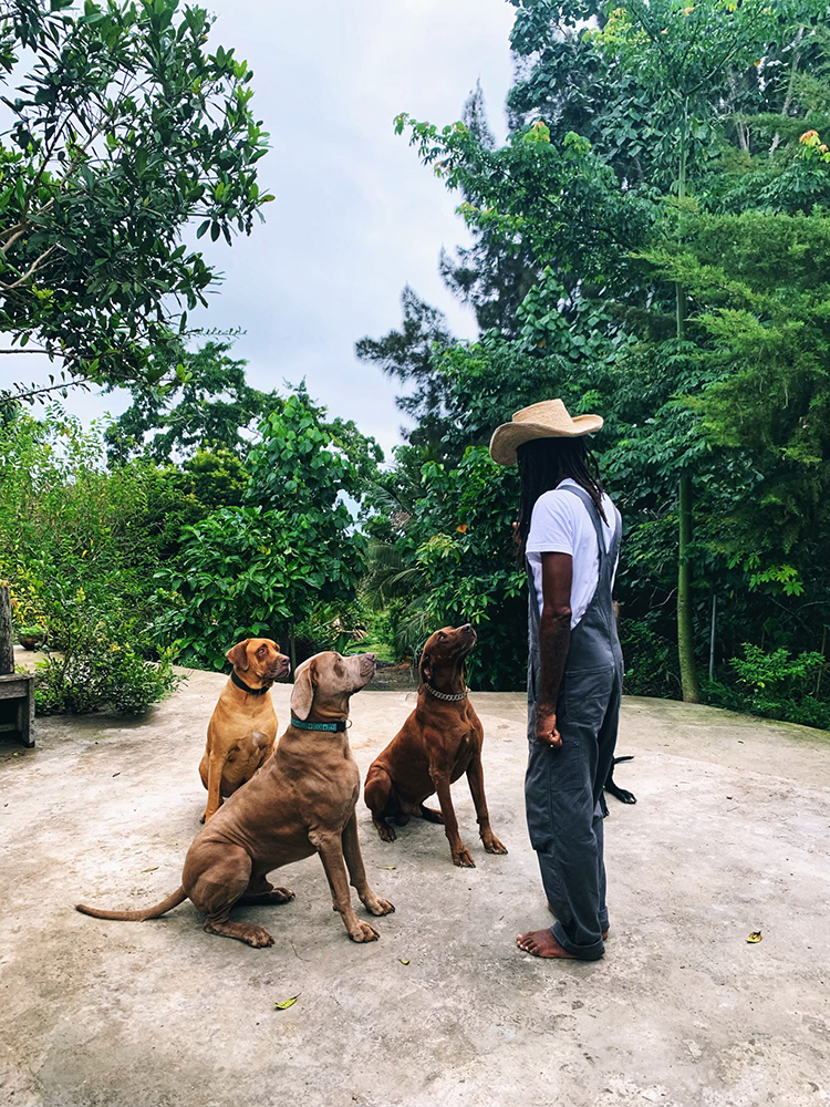 Chris Binns on his property in Jamaica engaging with three large brown dogs outside on a clear day.