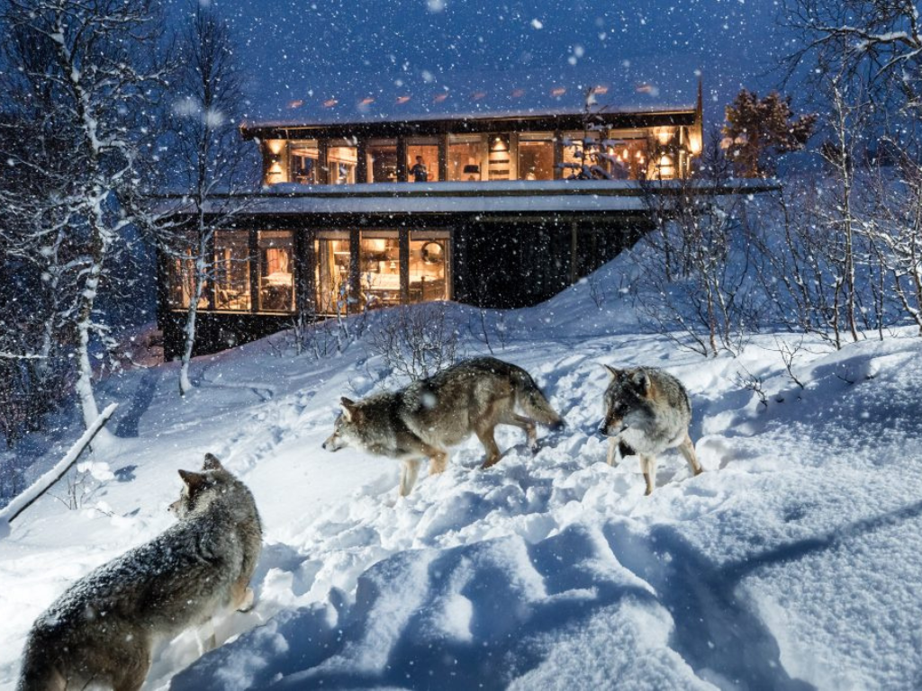 Wolf Lodge Norway