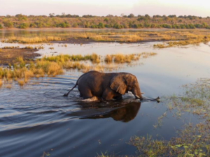 Botswana safari Exodus Travels