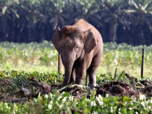 Borneo Malaysia Wildlife Travel Tour