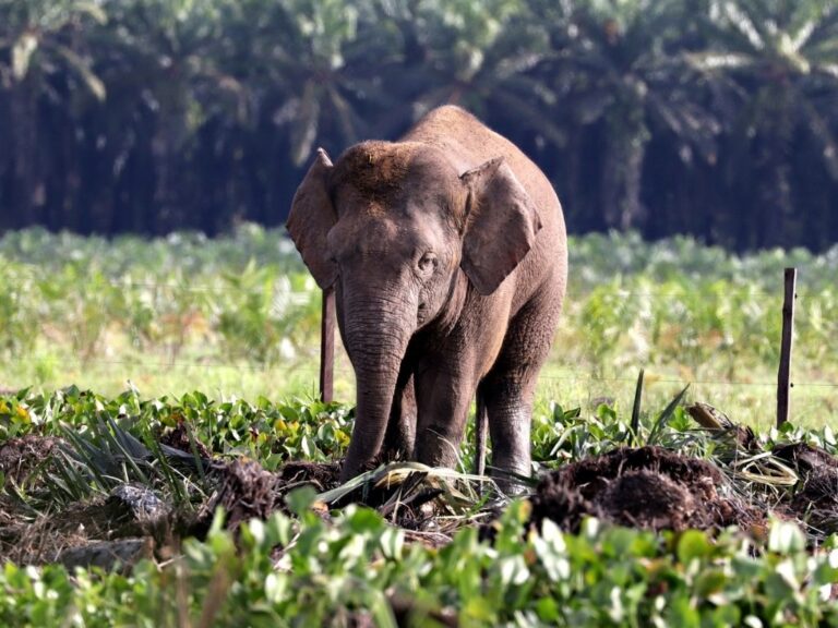 Borneo Malaysia Wildlife Travel Tour