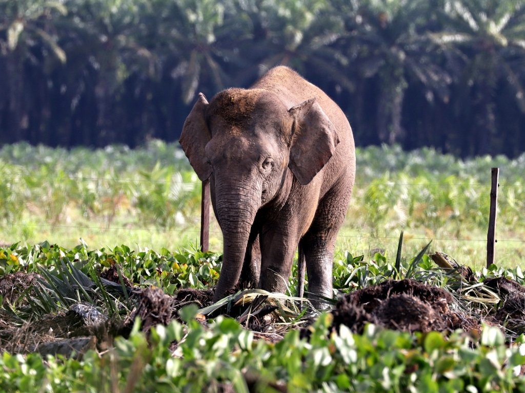 Borneo Malaysia Wildlife Travel Tour